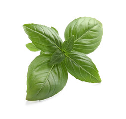 Fototapeta premium Aromatic green basil sprig isolated on white. Fresh herb