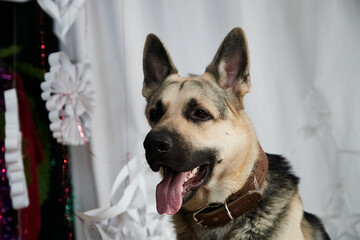 Dog German Shepherd or an Eastern European Shepherd with a white coat in the room with big white snowflakes in Christmas time