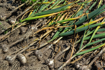 The dug-out garlic is dried on a garden bed on a summer day