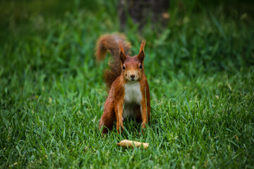 Red squirrel is posing in the green