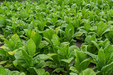 Tobacco leaf in blurred tobacco plantation field background. Tobacco big leaf crops growing in...