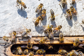 A lot of bees returning to bee hive and entering beehive with collected floral nectar and flower...