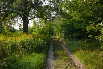 Country road in the forest on a summer day. Deciduous trees and green grass along the roadsides