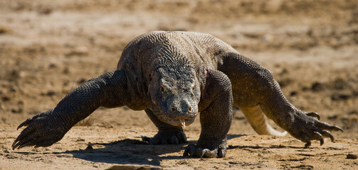 Komodo dragon is running along the ground. Indonesia. Komodo National Park.