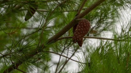 a green unripe cone hangs from a branch of an immature coniferous tree in the forest against the sky