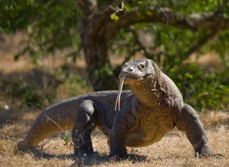 Komodo dragon is on the ground. Indonesia. Komodo National Park. © gudkovandrey