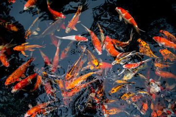 Obraz na płótnie Canvas Koi swimming in a water garden fancy carp fish koi fishes Koi Fish swim in pond.Isolate background is black.Fancy Carp or Koi Fish are red orange