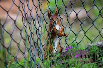 Red squirrel behind a fence