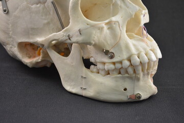 Schädel, Anatomie, anatomy, skull, bone