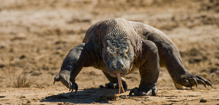 Komodo dragon is running along the ground. Indonesia. Komodo National Park.