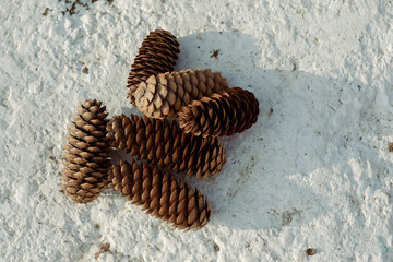 Six pine cones are lying on a white stone