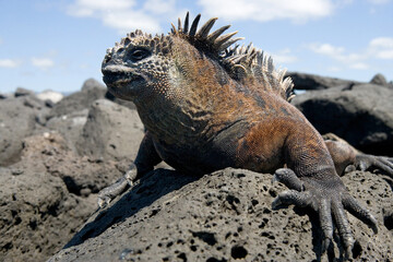 Marine iguana (Amblyrhynchus cristatus) is sitting on the rocks. Galapagos Islands. Pacific Ocean. Ecuador.