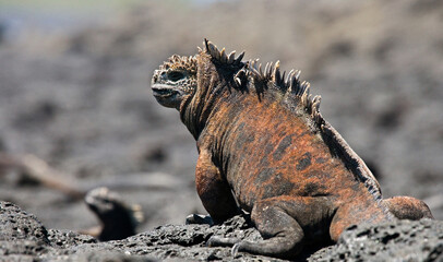 Marine iguana (Amblyrhynchus cristatus) is sitting on the rocks. Galapagos Islands. Pacific Ocean. Ecuador.