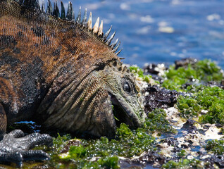 Marine iguana (Amblyrhynchus cristatus) is eating seaweed. Galapagos Islands. Pacific Ocean. Ecuador.