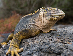Galapagos land iguana (Conolophus subcristatus) is sitting on the rocks. Galapagos Islands. Pacific Ocean. Ecuador.
