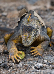 Galapagos land iguana (Conolophus subcristatus) is eating cactus. Galapagos Islands. Pacific Ocean. Ecuador.