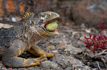 Galapagos land iguana (Conolophus subcristatus) is eating cactus. Galapagos Islands. Pacific Ocean. Ecuador.