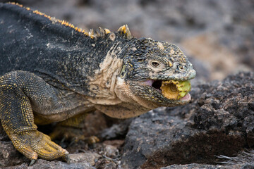 Galapagos land iguana (Conolophus subcristatus) is eating cactus. Galapagos Islands. Pacific Ocean. Ecuador.