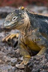 Galapagos land iguana (Conolophus subcristatus) is sitting on the rocks. Galapagos Islands. Pacific Ocean. Ecuador.