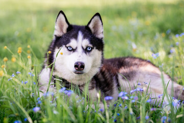 Portrait of a blue-eyed Siberian Husky looking seriously to the side among forget-me-nots. © Maria Moroz