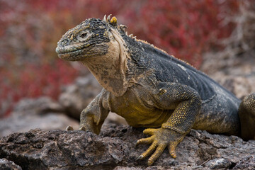 Galapagos land iguana (Conolophus subcristatus) is sitting on the rocks. Galapagos Islands. Pacific Ocean. Ecuador.