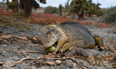 Galapagos land iguana (Conolophus subcristatus) is eating cactus. Galapagos Islands. Pacific Ocean....