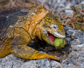 Galapagos land iguana (Conolophus subcristatus) is eating cactus. Galapagos Islands. Pacific Ocean. Ecuador.