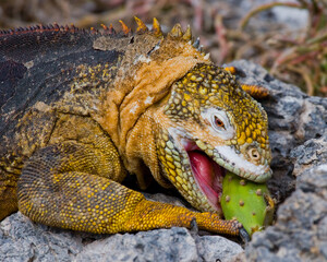 Galapagos land iguana (Conolophus subcristatus) is eating cactus. Galapagos Islands. Pacific Ocean....
