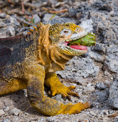 Galapagos land iguana (Conolophus subcristatus) is eating cactus. Galapagos Islands. Pacific Ocean. Ecuador.