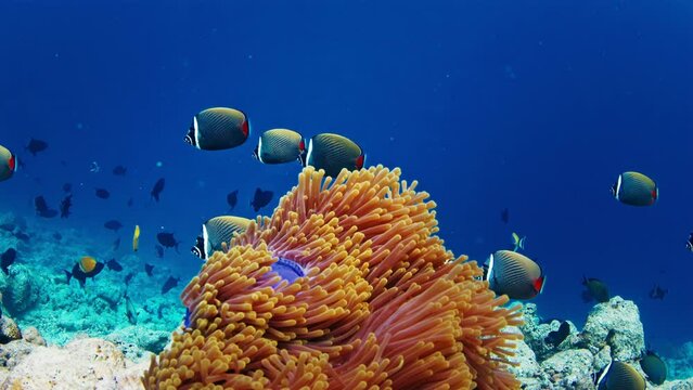 Fishes swim underwater in the sea. Tropical reef with abundance of fishes in the Maldives