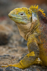 Fototapeta premium Galapagos land iguana (Conolophus subcristatus) is sitting on the rocks. Galapagos Islands. Pacific Ocean. Ecuador.
