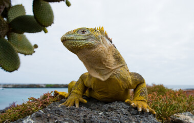 Galapagos land iguana (Conolophus subcristatus) is sitting on the rocks. Galapagos Islands. Pacific...