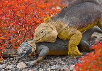 Two Galapagos land iguanas (Conolophus subcristatus) are making love. Galapagos Islands. Pacific Ocean. Ecuador.