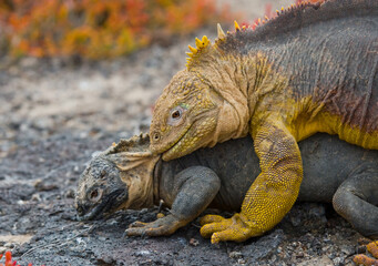 Two Galapagos land iguanas (Conolophus subcristatus) are making love. Galapagos Islands. Pacific Ocean. Ecuador.