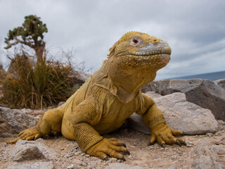 Galapagos land iguana (Conolophus subcristatus) is sitting on the rocks. The Galapagos Islands. Pacific Ocean. Ecuador.