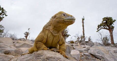 Galapagos land iguana (Conolophus subcristatus) is sitting on the rocks. The Galapagos Islands. Pacific Ocean. Ecuador.
