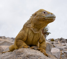 Galapagos land iguana (Conolophus subcristatus) is sitting on the rocks. The Galapagos Islands. Pacific Ocean. Ecuador.