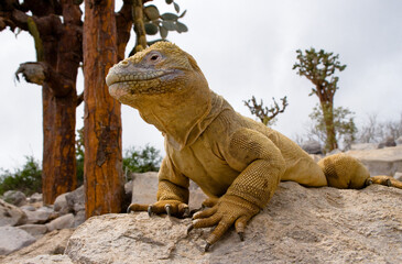 Galapagos land iguana (Conolophus subcristatus) is sitting on the rocks. The Galapagos Islands. Pacific Ocean. Ecuador.