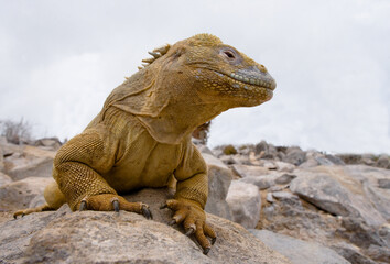 Galapagos land iguana (Conolophus subcristatus) is sitting on the rocks. The Galapagos Islands. Pacific Ocean. Ecuador.