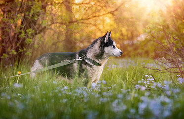 Black and white siberian husky is standing. Happy dog on the natural landscape. Blue eyes.