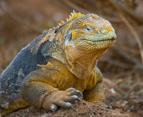Galapagos land iguana (Conolophus subcristatus) is sitting on the rocks. The Galapagos Islands....