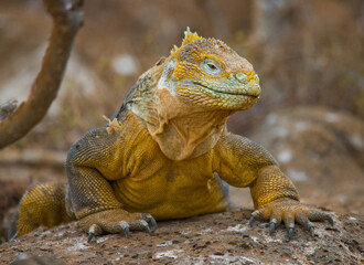 Galapagos land iguana (Conolophus subcristatus) is sitting on the rocks. The Galapagos Islands. Pacific Ocean. Ecuador.
