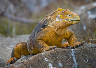Galapagos land iguana (Conolophus subcristatus) is sitting on the rocks. The Galapagos Islands....
