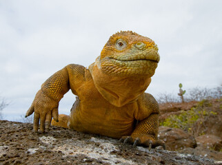 Galapagos land iguana (Conolophus subcristatus) is sitting on the rocks. The Galapagos Islands....
