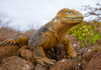 Galapagos land iguana (Conolophus subcristatus) is sitting on the rocks. The Galapagos Islands. Pacific Ocean. Ecuador.