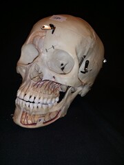 Schädel, Anatomie, anatomy, skull, bone