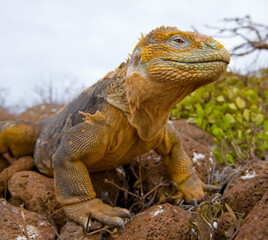Galapagos land iguana (Conolophus subcristatus) is sitting on the rocks. The Galapagos Islands. Pacific Ocean. Ecuador.