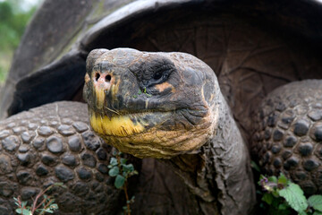 Portrait of giant tortoise (Chelonoidis elephantopus). Galapagos Islands. Pacific Ocean. Ecuador.