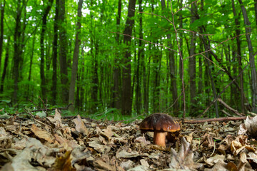 Boletus erythopus or Neoboletus luridiformis mushroom in the forest growing on green grass and wet ground natural in autumn season. Boletus luridiformis is edible mushroom after longer cooking