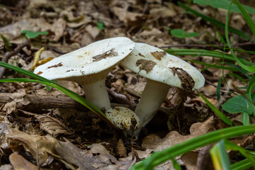 Lactarius vellereus or Lactarius piperatus is large white gilled and edible mushroom with a flat cap common in Europe and America